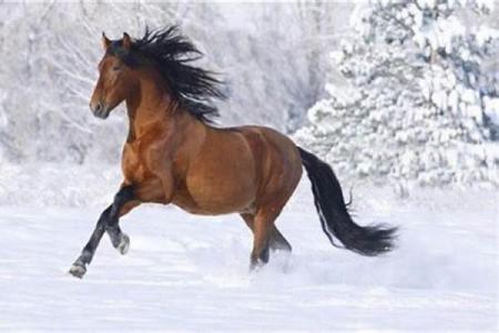 02年属马与马属相配吗,2002年属马的人与马的配对关系如何