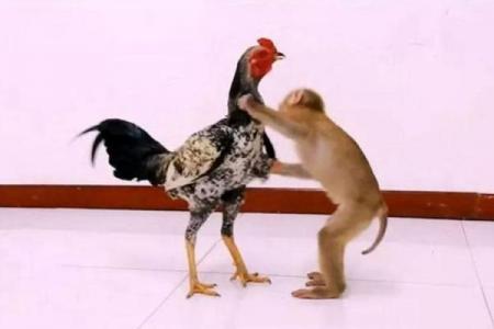 04年猴和81鸡相配吗 猴年出生的04年与81年鸡的配对情况如何